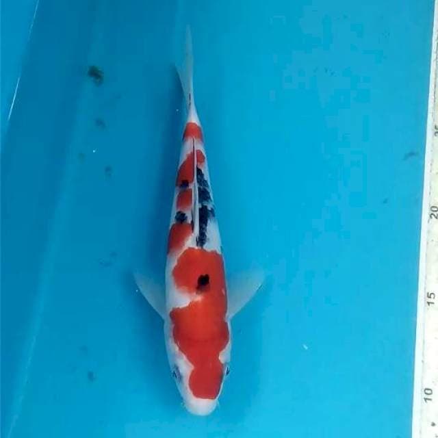 Sanke 22 cm