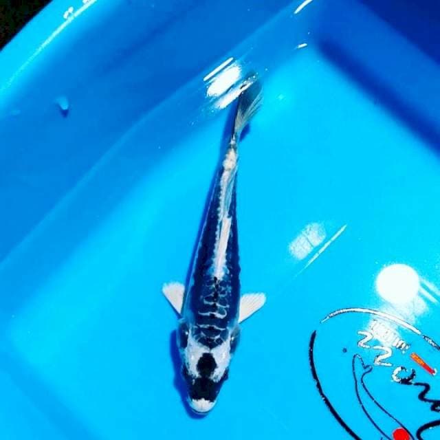 Kabuto ring rapi 18 cm