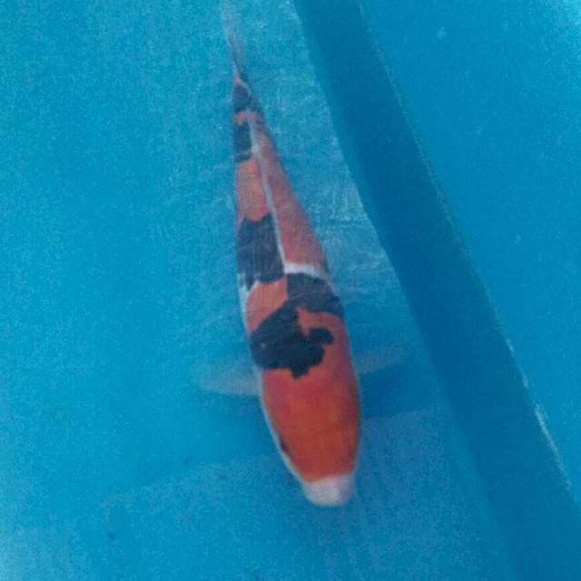 Sanke Doitsu 26 cm