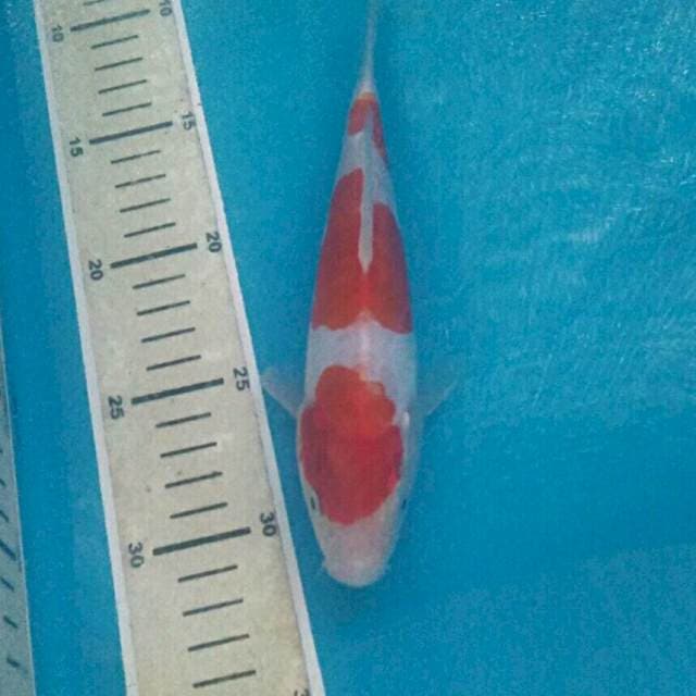 Original Kohaku Doitsu 20 cm
