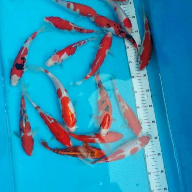 Mix kohaku sanke sisik dan doit 17ekor