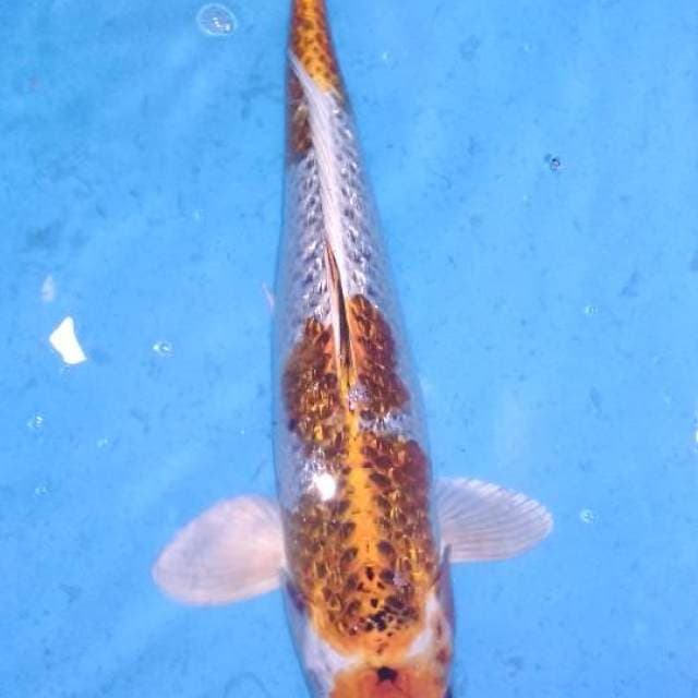 Kujaku 32cm