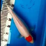 36 cm tancho kohaku bulky maknyuss