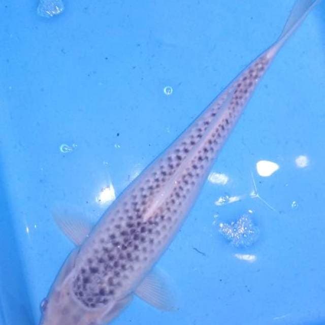 Asagi 32cm