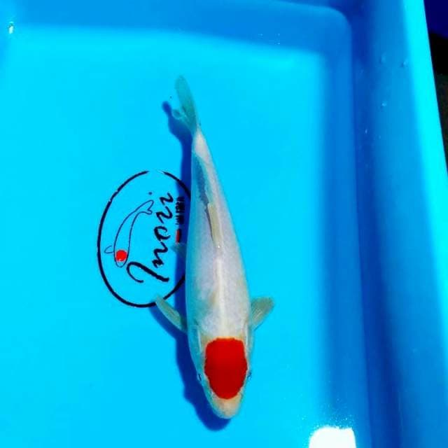 Tancho kohaku 23 cm