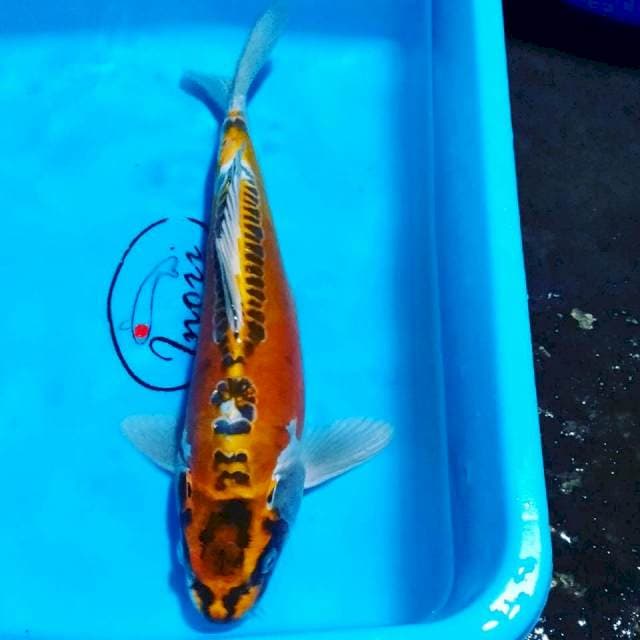 Kiko male 33cm