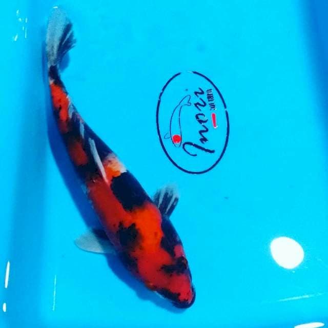 Showa strong 26cm
