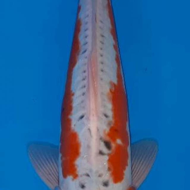 Koshui