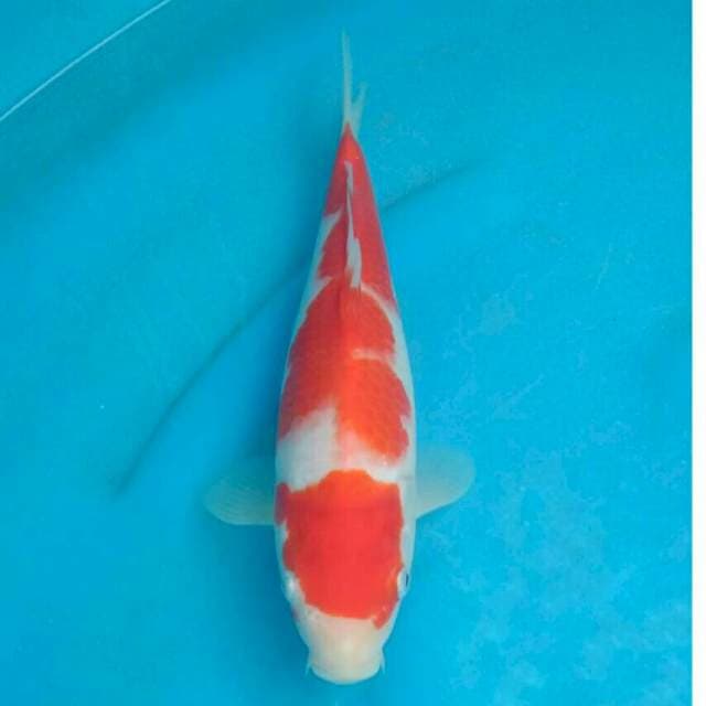 Okawa Kohaku