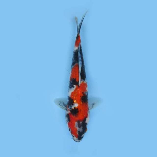 SHOWA SANSOKU UNIQUE PATTERN