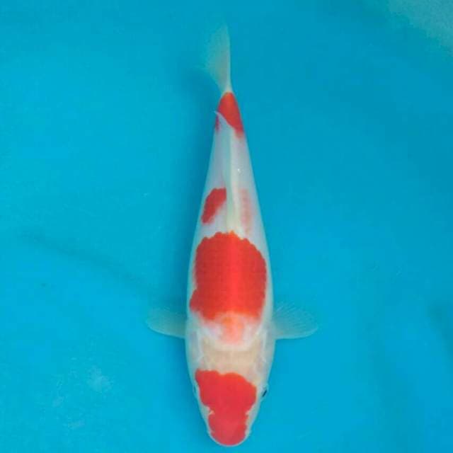 Okawa Kohaku