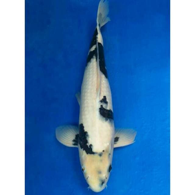 Okawa Jumbo Male Shiro..!!