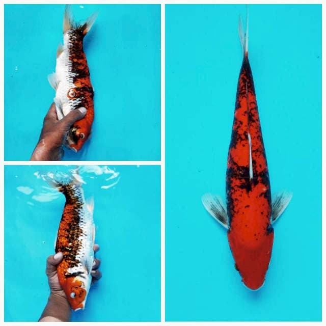 A. Beni Matsukawabake #35cm