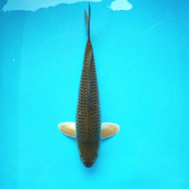J. Chagoi Bulky #40cm