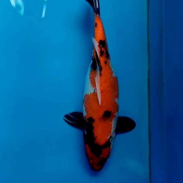 Showa 39cm