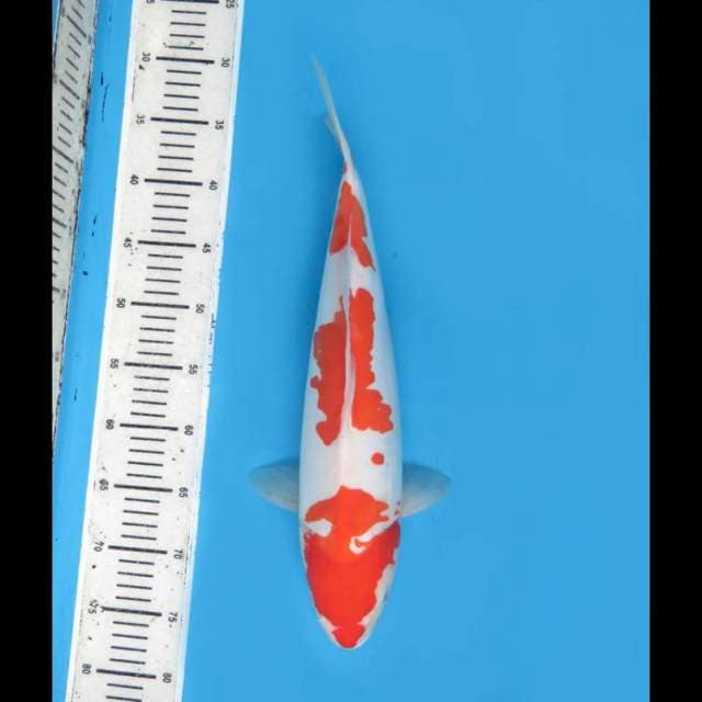 Jumbo Kohaku Doitsu Murni - 43cm Tosai 