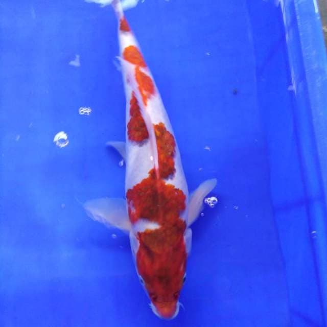 Koromo halilintar