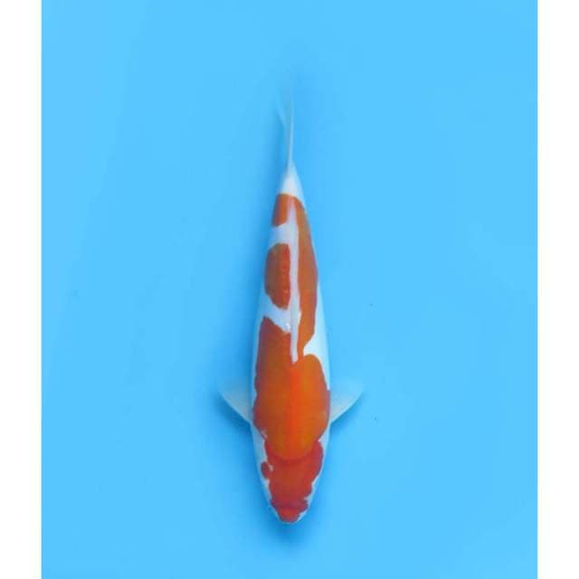 Kohaku Doitsu parade 2 , 34cm