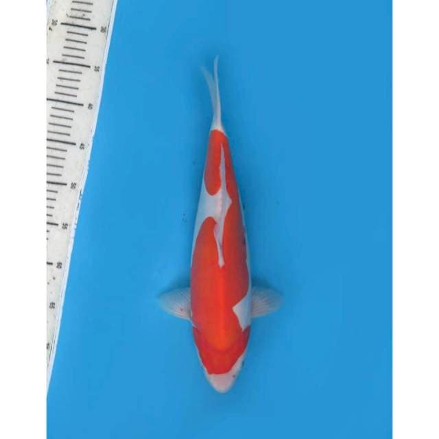Kohaku Doitsu parade 6, 37cm