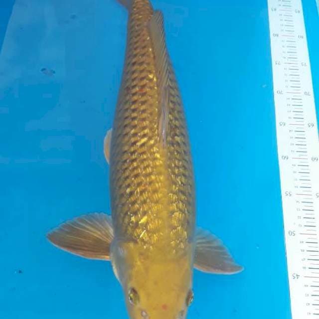 Midorigoi ginrin male 58cm bulky punuk