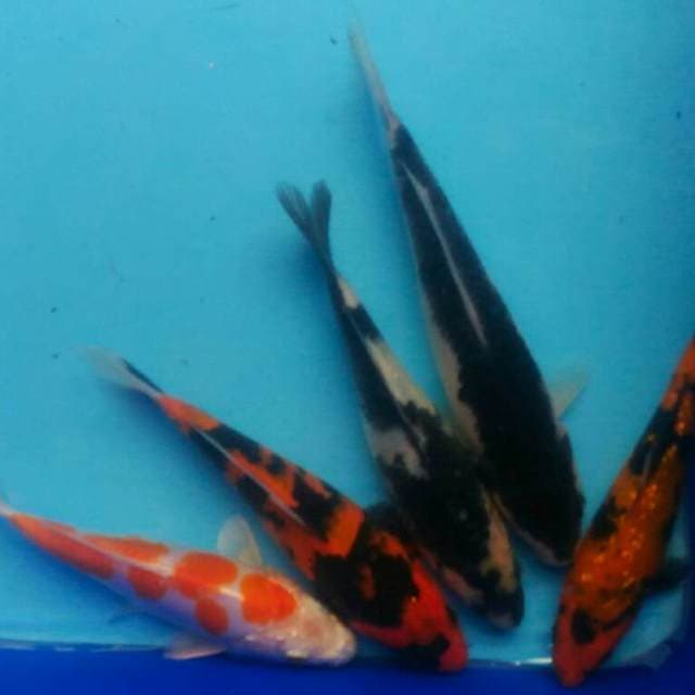 Mix