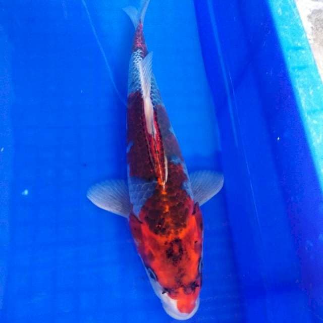 Gosiki 30cm