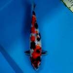 Original. Showa 33cm