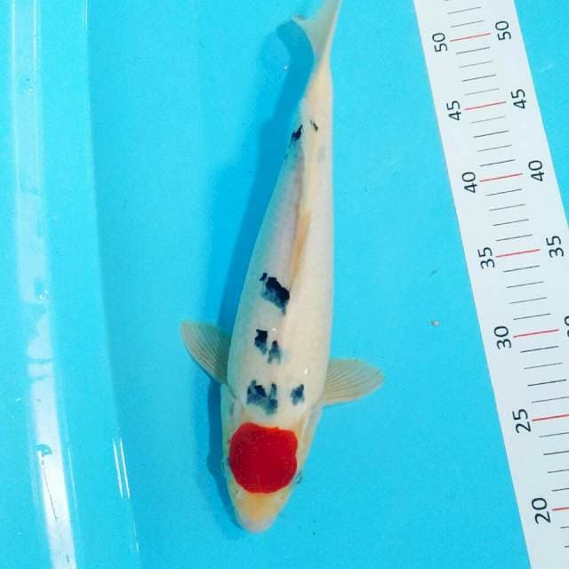 Tancho sanke 35cm