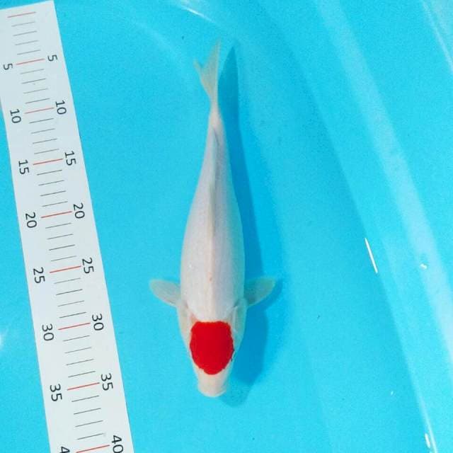Tancho kohaku 30cm fm