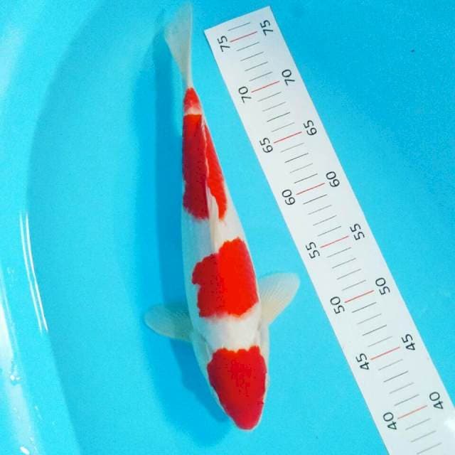 Kohaku 3step 35cm male