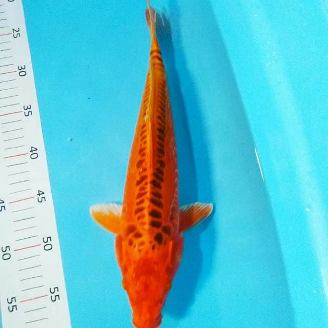 Kiko ring rapi 36cm male