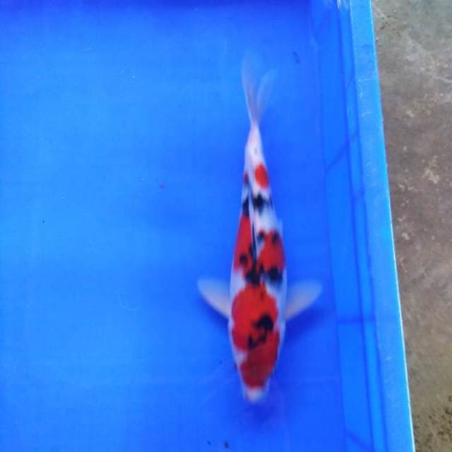 Taisho sanshoku
