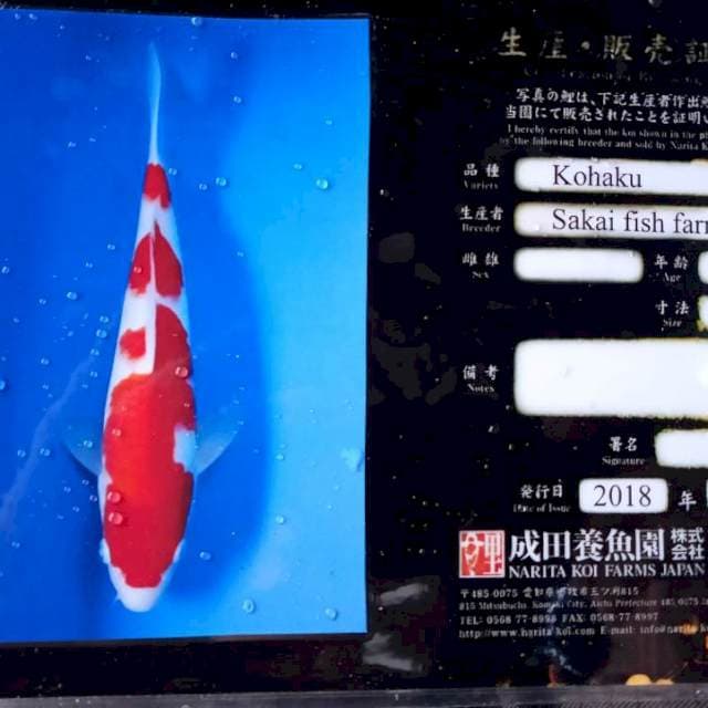 Kohaku import serty