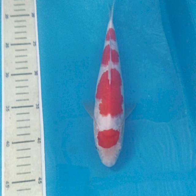 Yondan Maruten Kohaku 26 cm