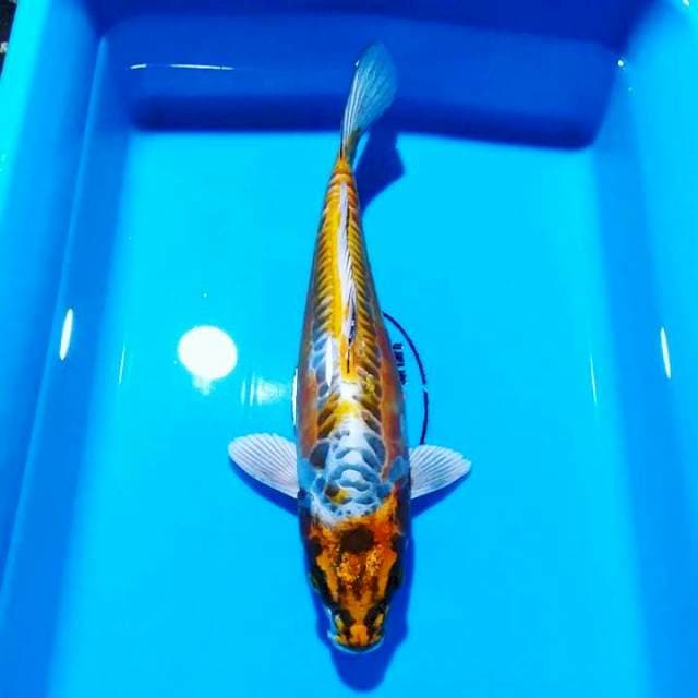 Kikko 28cm 