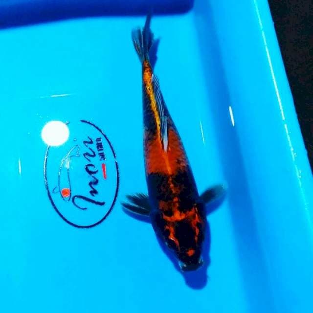 Ki utsury 24cm