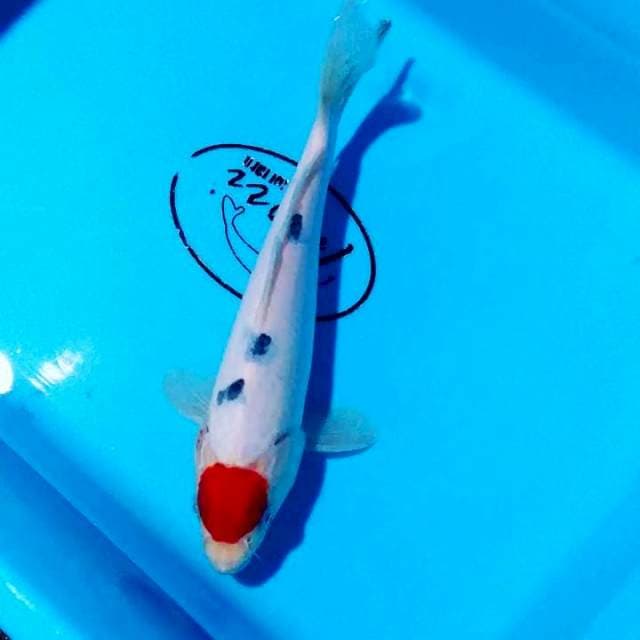 Tancho sanke 23 cm