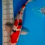 Super red sanke jumbo bagus 50 cm bu