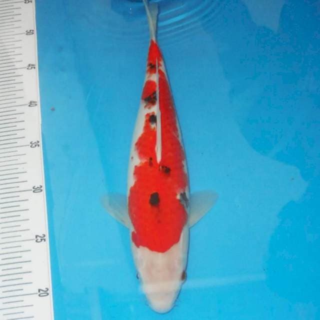 Sanke 35 cm