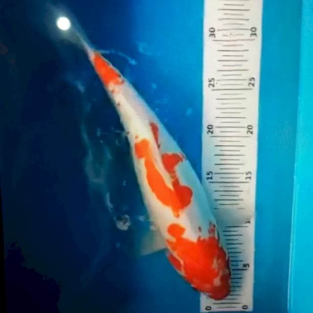 Kohaku 30bu