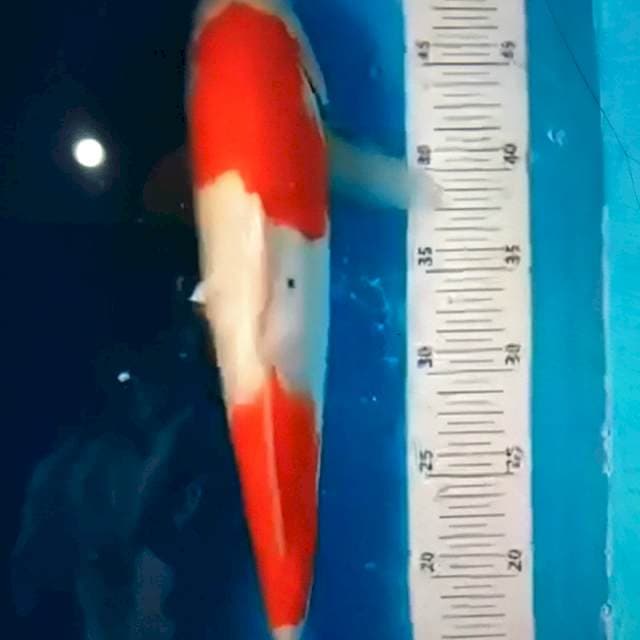 Kohaku 30bu