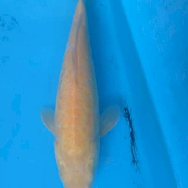 Karasi