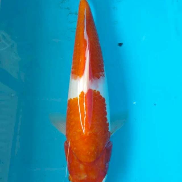 Kohaku
