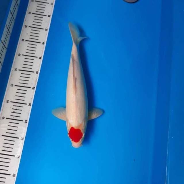 ORIGINAL TANCO JUMBO 36 CM