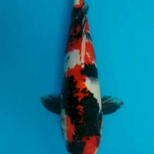 Showa 38 cm