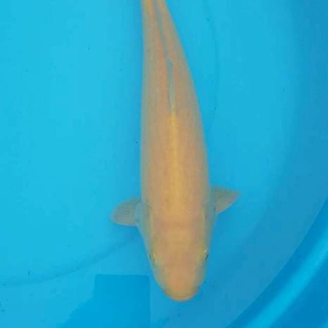 Karashi male 37 cm