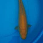Karashi male 37 cm