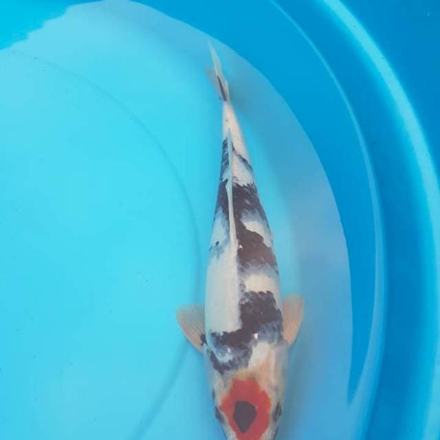 Tc showa 32 cm strong