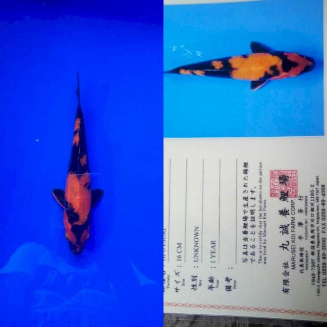 Utsuri import marusei