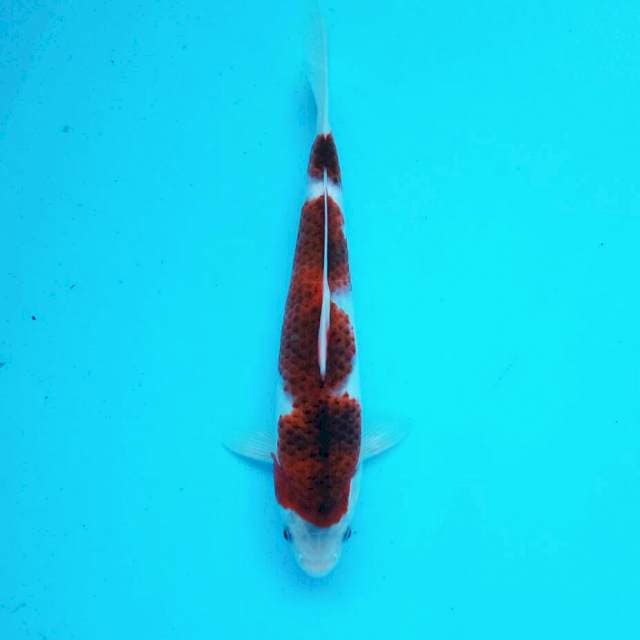 Anggur*26cm